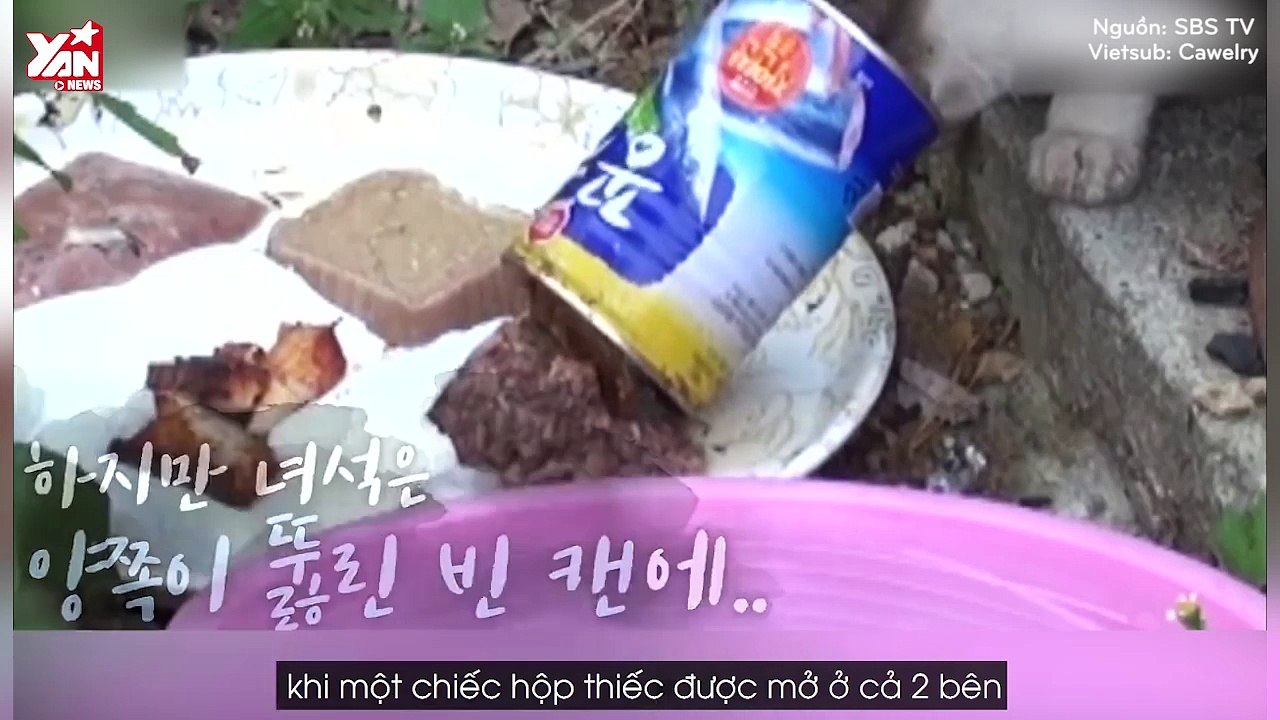 Save da "Boss" #5: Xôn xao trước hoàn cảnh đáng thương của chú mèo bị kẹt đầu trong hộp thiếc suốt 10 ngày liền