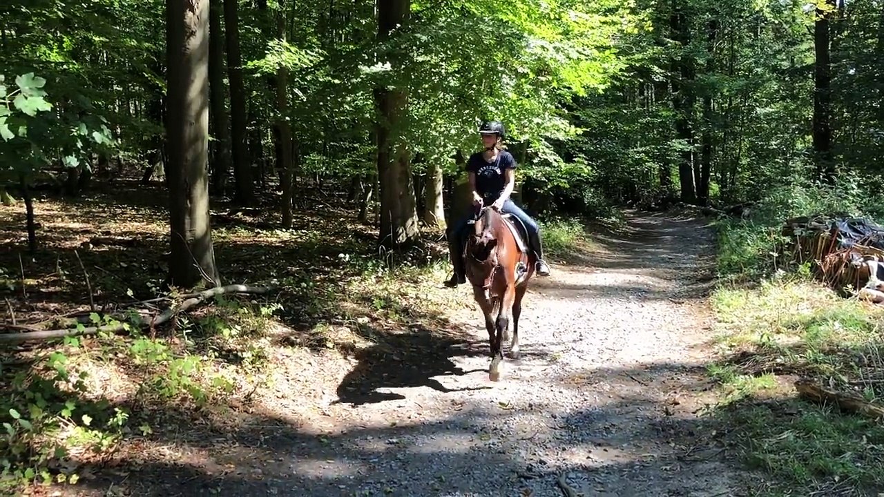 Verfolgungsjagd im Wald