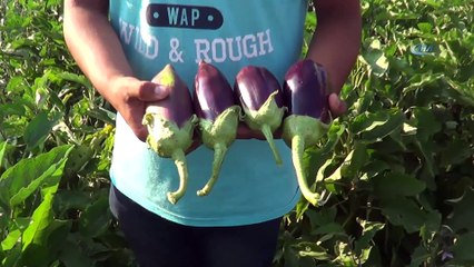 100 yıllık tohumdan üretilen patlıcana büyük ilgi