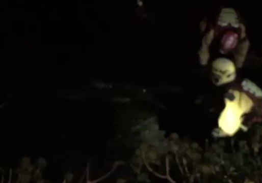 Irish Firefighters Undertake Nighttime Rescue of Dolphin Trapped by Tree Branches