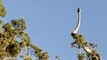 5-Foot Rattlesnake Caught 'Dancing' Atop Tree in New Mexico
