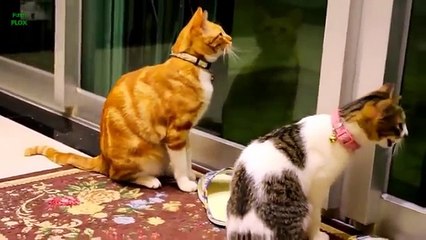 Kucing Lucu Dan Anak Kucing Mengeong