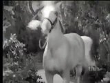 Mister Ed S6 | Ed And The Motorcycle