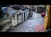 Dog and car incident- captured on CCTV