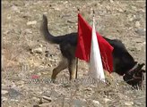 Explosives and mines detection dog at work in Afghanistan