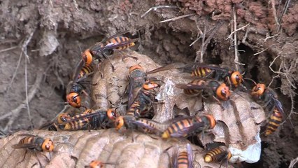 벌초·나들이 때 벌 쏘임 사고 주의!...올해만 6명 사망 / YTN