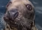 Hungry Seal Gets Up Close and Personal With Boat in Scottish Highlands