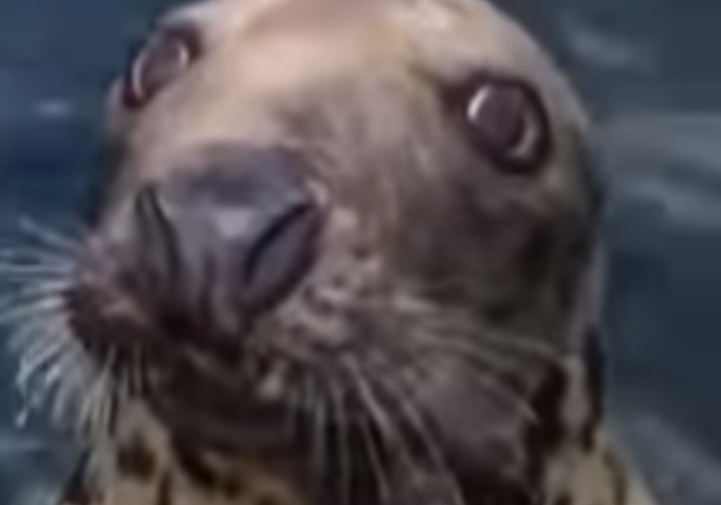Hungry Seal Gets Up Close and Personal With Boat in Scottish Highlands
