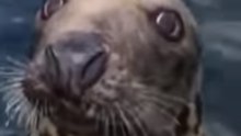 Hungry Seal Gets Up Close and Personal With Boat in Scottish Highlands