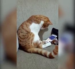 vidéo d'un chat triste de revoir les images de son maître décédé