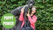 A family has adopted Britain's biggest PUPPY