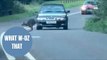 Escaped WALLABY filmed bouncing alongside shocked motorists in Devon
