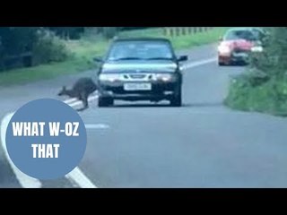 Escaped WALLABY filmed bouncing alongside shocked motorists in Devon