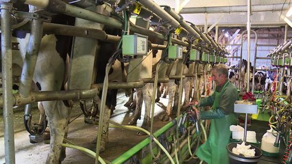 Loïc Guines, éleveur converti au bio... par intérêt économique