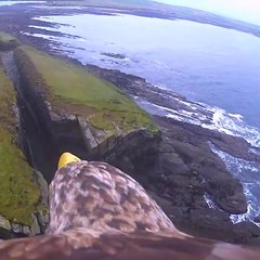 Suivez cet aigle en vol avec une caméra embarquée sur son dos