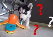 Husky Mama and Puppies Get Put to the Test for Treats