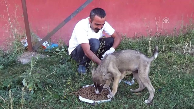 Ayakları tutmayan yavru köpek tedaviyle sağlığına kavuştu - HAKKARİ
