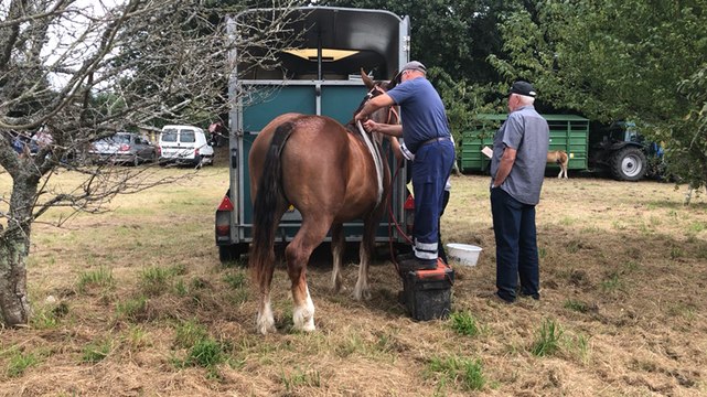 Foire aux chevaux