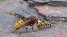 Il filme des frelons s'en prendre à des guêpes. Images incroyables