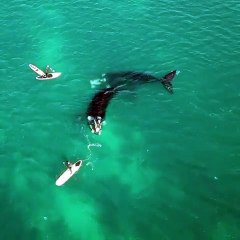 Tải video: Ce père et son fils en paddleboard vont recevoir la visite d'un couple de baleines... Magnifique