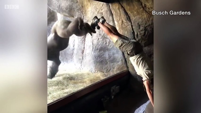 Gorilla learns handstand in Florida zoo- BBC News
