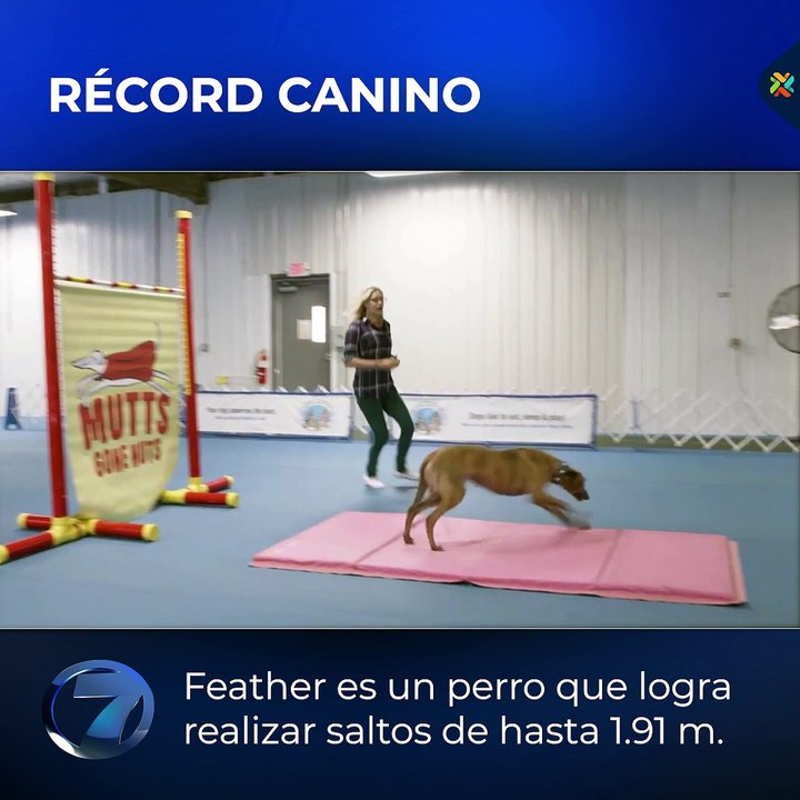 Récord canino