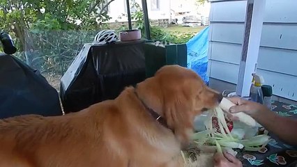 The Funniest - Cutest Golden Retriever Compilation of 2018 | Funny Pet Videos