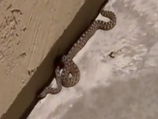 SNAKE SPOTTED! Huge creature slithers by front door in Prescott Valley - ABC15 Digital