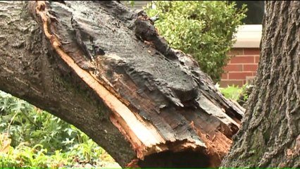 Family Narrowly Escapes Injury from Tree Falling onto Home
