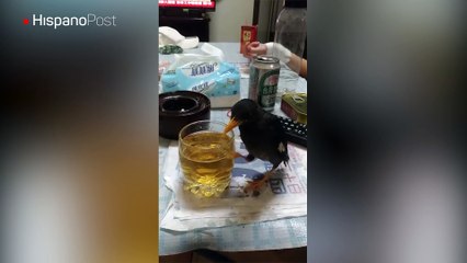En Taiwán vive un pájaro al que le encanta tomarse unos sorbos de cerveza