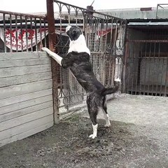 Central Asian Shepherd