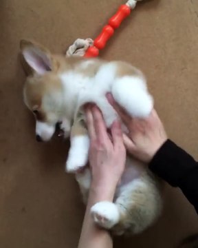 Ce chiot adore qu'on lui fasse des chatouilles