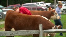 Dairy Cattle Participate in `Beauty Pageant` at Connecticut Fair