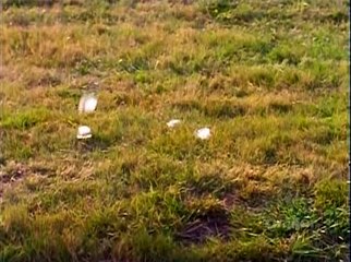 Night Visions S01 E05