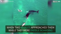 Drone captures moment father and son encounter whales in Australia