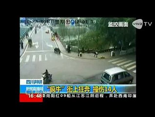 Lukai 14 Orang, Seekor Kerbau Diberondong Peluru