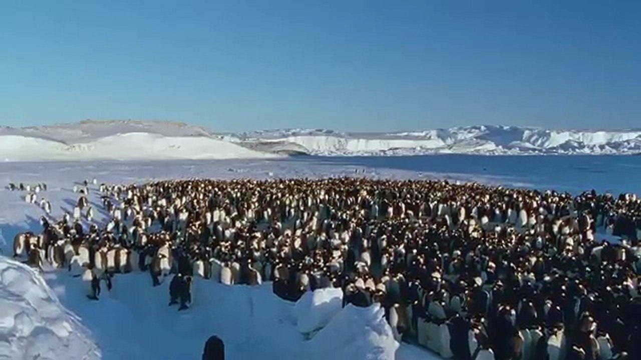 映画『皇帝ペンギン　ただいま』予告編（ロングバージョン）