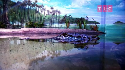 Making a 14-Foot Alligator Cake! - Cake Boss