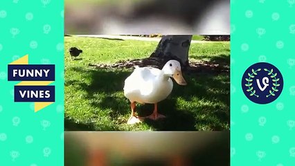 Try Not To Laugh Funniest Animal Compilation 2018 | Funny Pet Videos