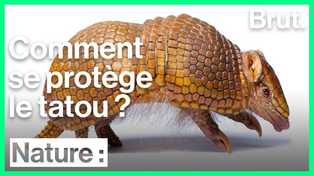 Comment les tatous se défendent-ils ?