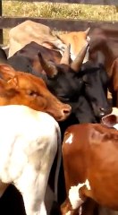 Vache à trois cornes