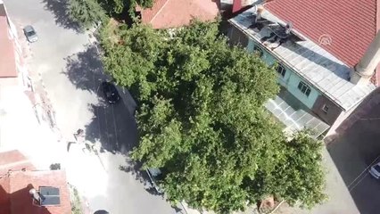 Yaşı Bilinmeyen "Ulu Çınar" Heybeti ile İlgi Odağı