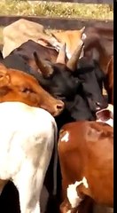 Une vache à trois cornes dans un élevage au Brésil