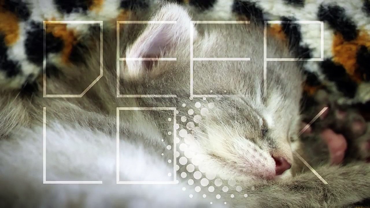 How Kittens Go From Clueless to Cute | Deep look