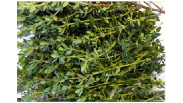 Thyme Essential Oil - The Most Powerful Herb That Destroys Stomach Aches, Diarrhea, Arthritis,