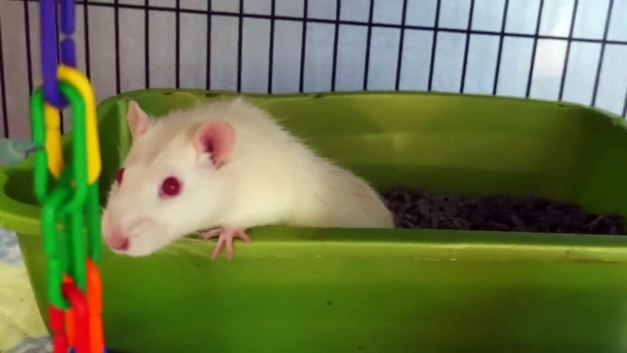 BATHING RATS & TRIMMING NAILS?!  | KristenLeannimal