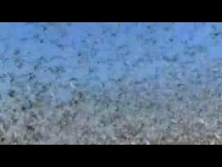 1.500.000.000 Birds Caught On Camera