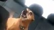 Excited dog making weird noises - dog enjoys his first trip in a car
