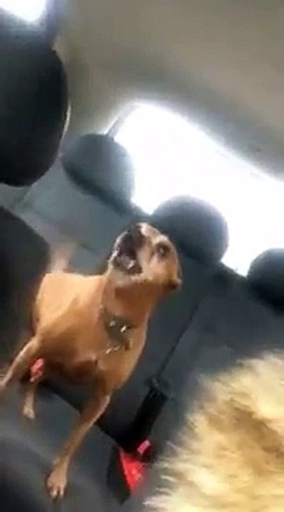 Excited dog making weird noises - dog enjoys his first trip in a car