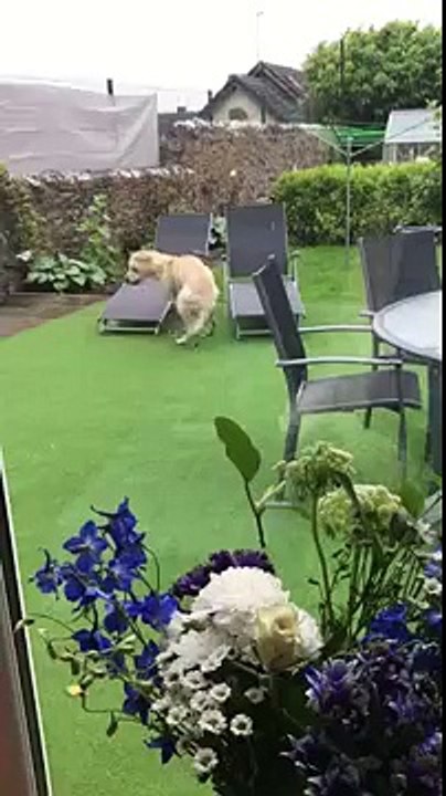 Exited dog spins around in the garden